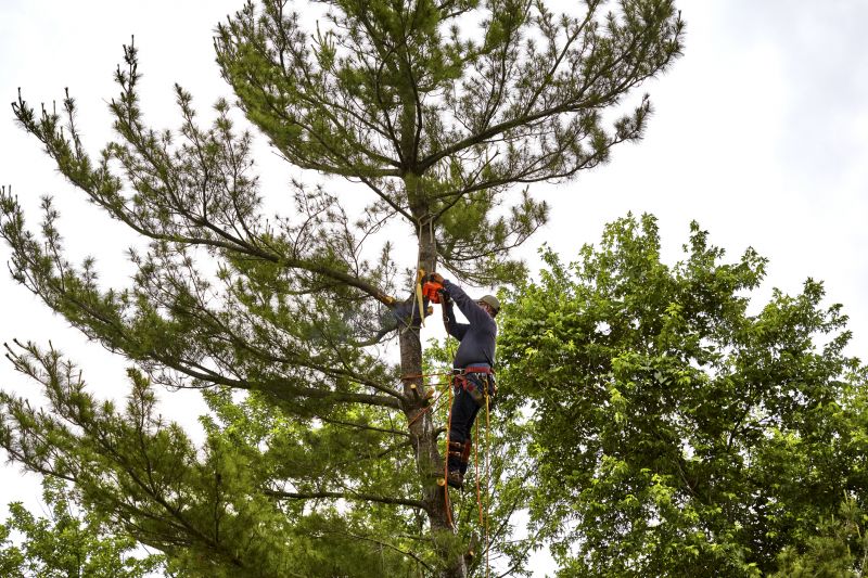 Inside Tree Cavities