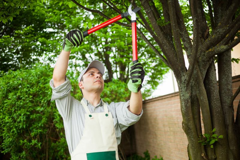 Expert Tree and Vegetation Removal