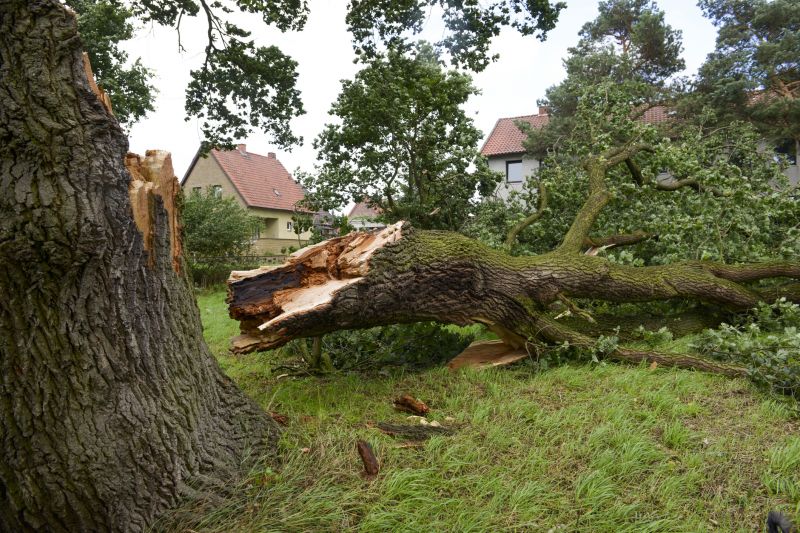 Willow Tree Removal in Doylestown, PA